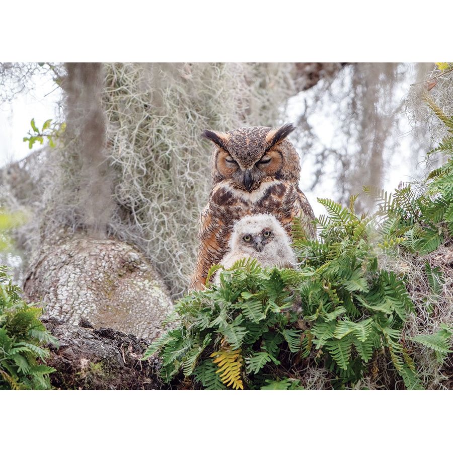Cobble Hill Great Horned Owl 1000 Piece Puzzle - Image 2